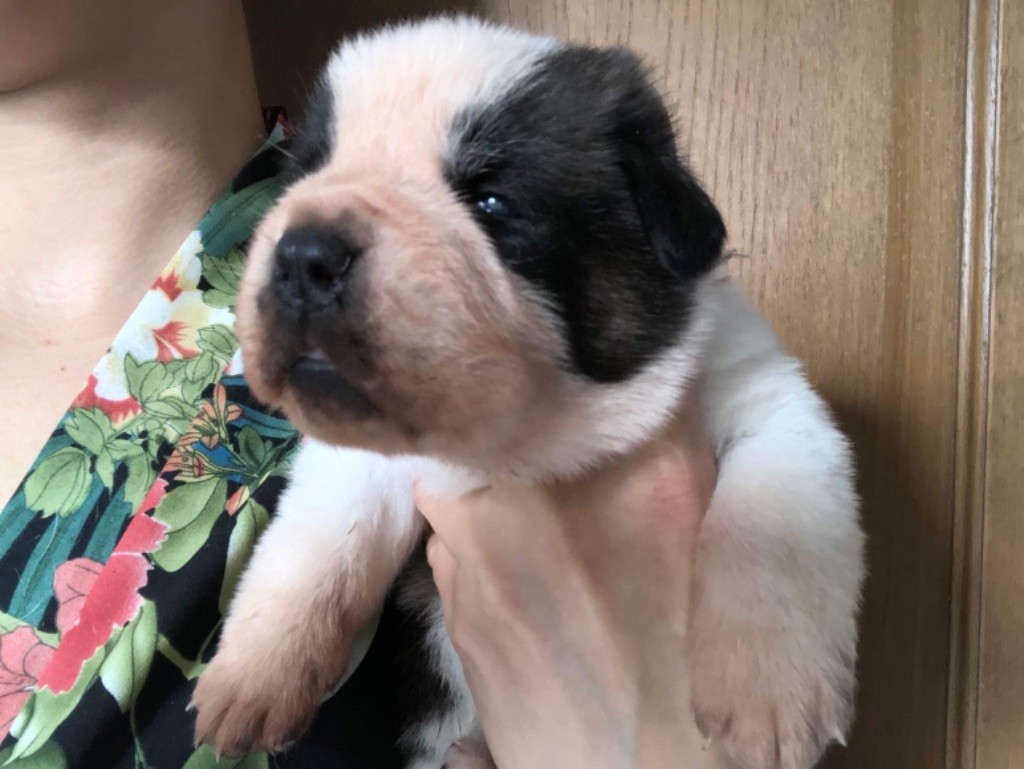 Des Gardiens Sacres De Laisne - Chien du Saint-Bernard - Portée née le 12/10/2018